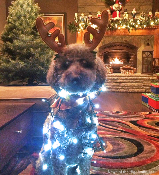 Photo submitted by Laurie Santos When decorating the family tree, Laurie Santos got carried away. She decorated the dog as well. Mrs. Santos is a second-grade teacher at Willow Avenue School, and a varsity skiing coach.