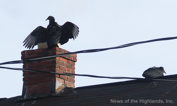Photo by Jason Kaplan Vultures have been a common sight in Cornwall. But on March 4 it was so cold that the big black birds hovered over the chimneys on Quaker Avenue in an effort to stay warm. 
