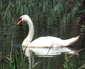 File photo The resident swan of Ring’s Pond is in need of a friend. The town is looking to obtain another swan and invites anyone to call Town Hall with leads. 
