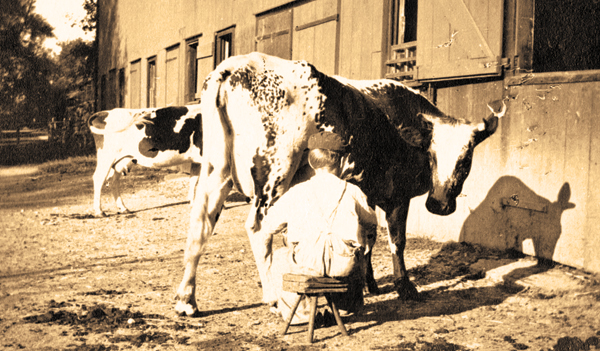 Jones Farm was originally operated as a dairy farm. Raymond or Chauncey Jones, second generation, milks a cow. 