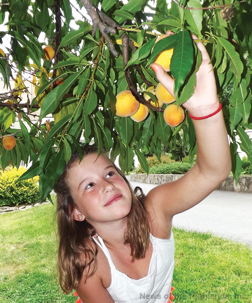 Photo by Suzanne Tagliaferro Courtney, age 8, picks the last few peaches of the season from a tree off Willow Avenue.