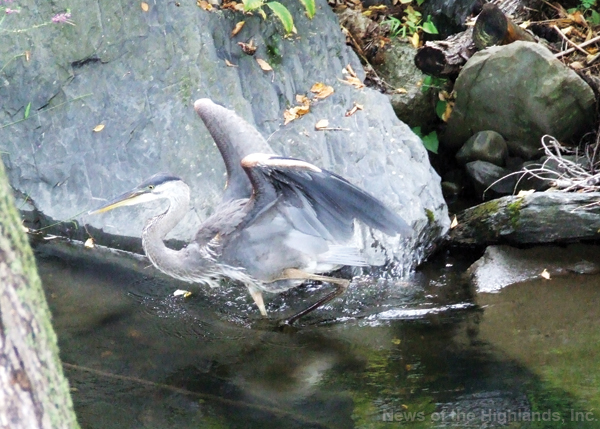 Photo by Jason Kaplan Following an overnight rainstorm, this Great Blue Heron flew into Idlewild Creek in search of fish. 