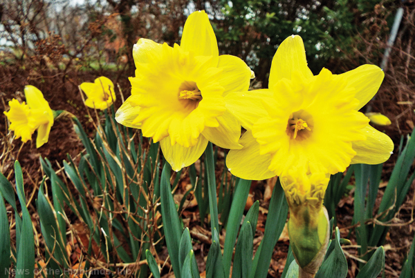 Photo by Jason Kaplan Flowers are blooming and trees are budding. Although it was a mild winter, these yellow daffodils wasted no time welcoming the new season. They’ve been sprouting all over the greater Cornwall area, including Chadeayne Circle.