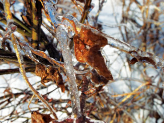 Branches coated with ice