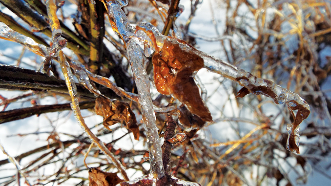 Branches coated with ice